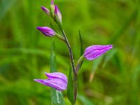 Rotes Waldvögelein Orchidee bei Regen
